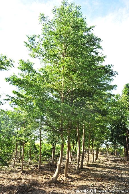 樹木介紹